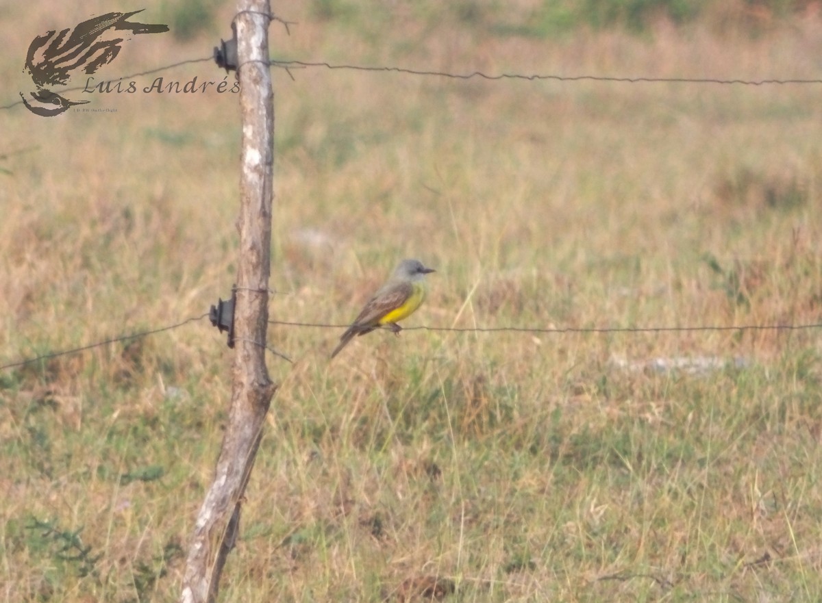 Couch's Kingbird - ML620617354