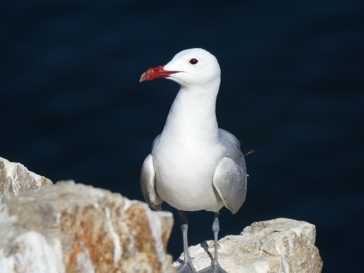 Audouin's Gull - ML620617355