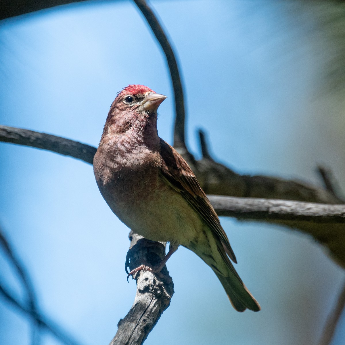 Cassin's Finch - ML620617357