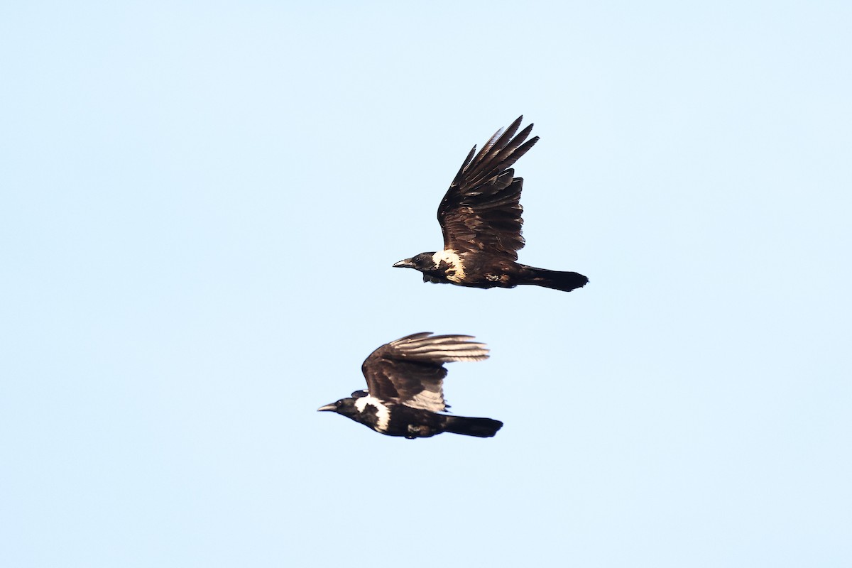 Collared Crow - ML620617358