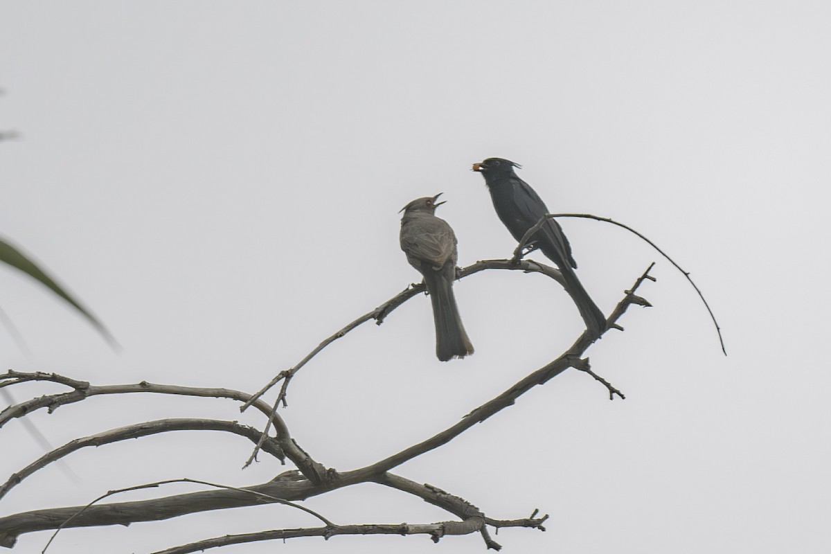 Phainopepla - Randy Harwood