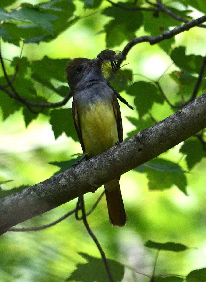 Great Crested Flycatcher - ML620617360