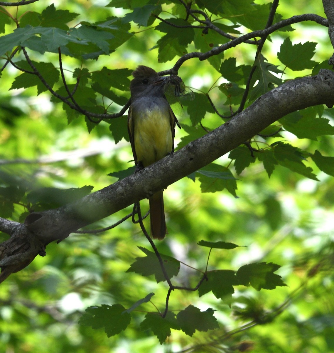 Great Crested Flycatcher - ML620617361
