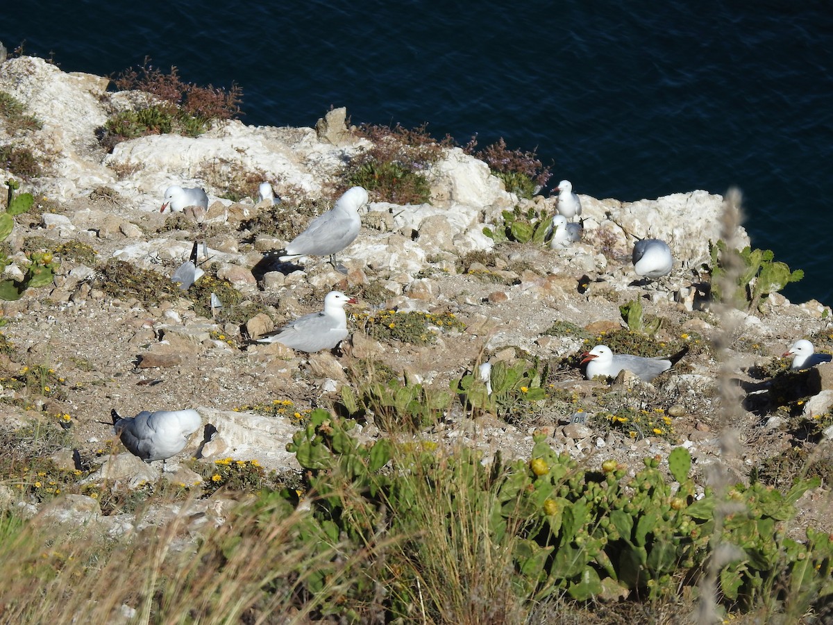 Audouin's Gull - Lois Santos Pérez