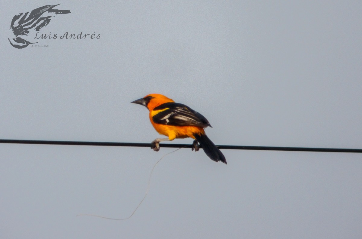 Oriole à gros bec - ML620617367