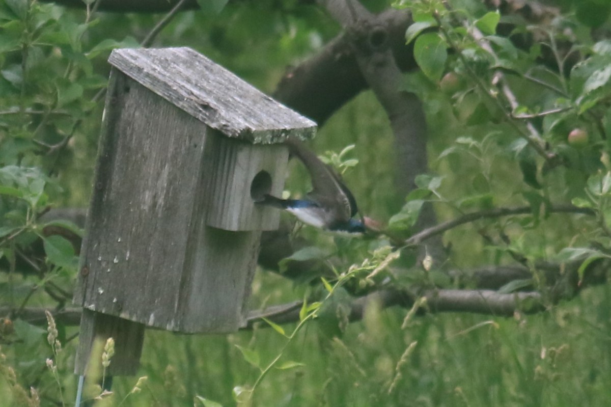 Tree Swallow - ML620617370