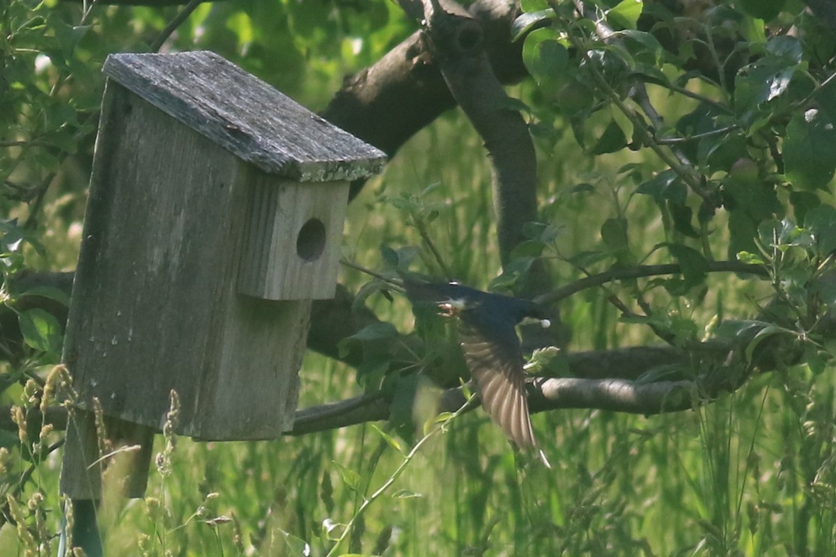 Tree Swallow - ML620617371