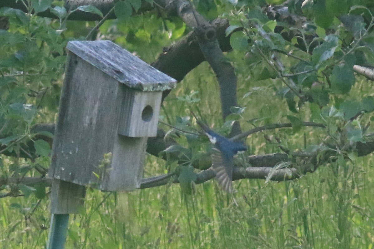 Tree Swallow - ML620617373