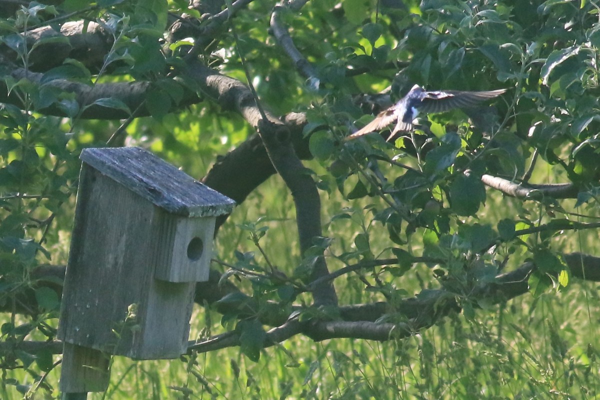 Tree Swallow - ML620617374