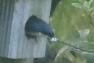 Golondrina Bicolor - ML620617375