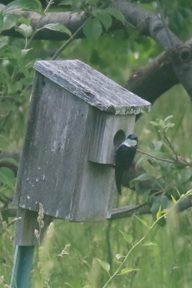 Tree Swallow - ML620617376