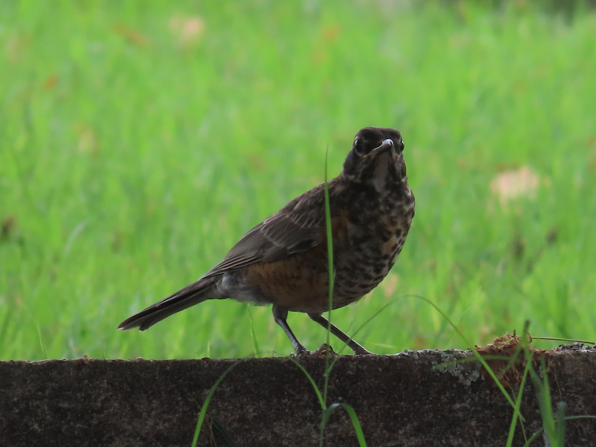 American Robin - ML620617378