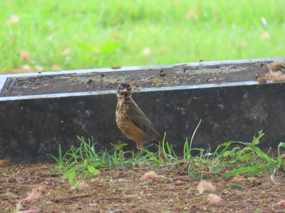 American Robin - ML620617379