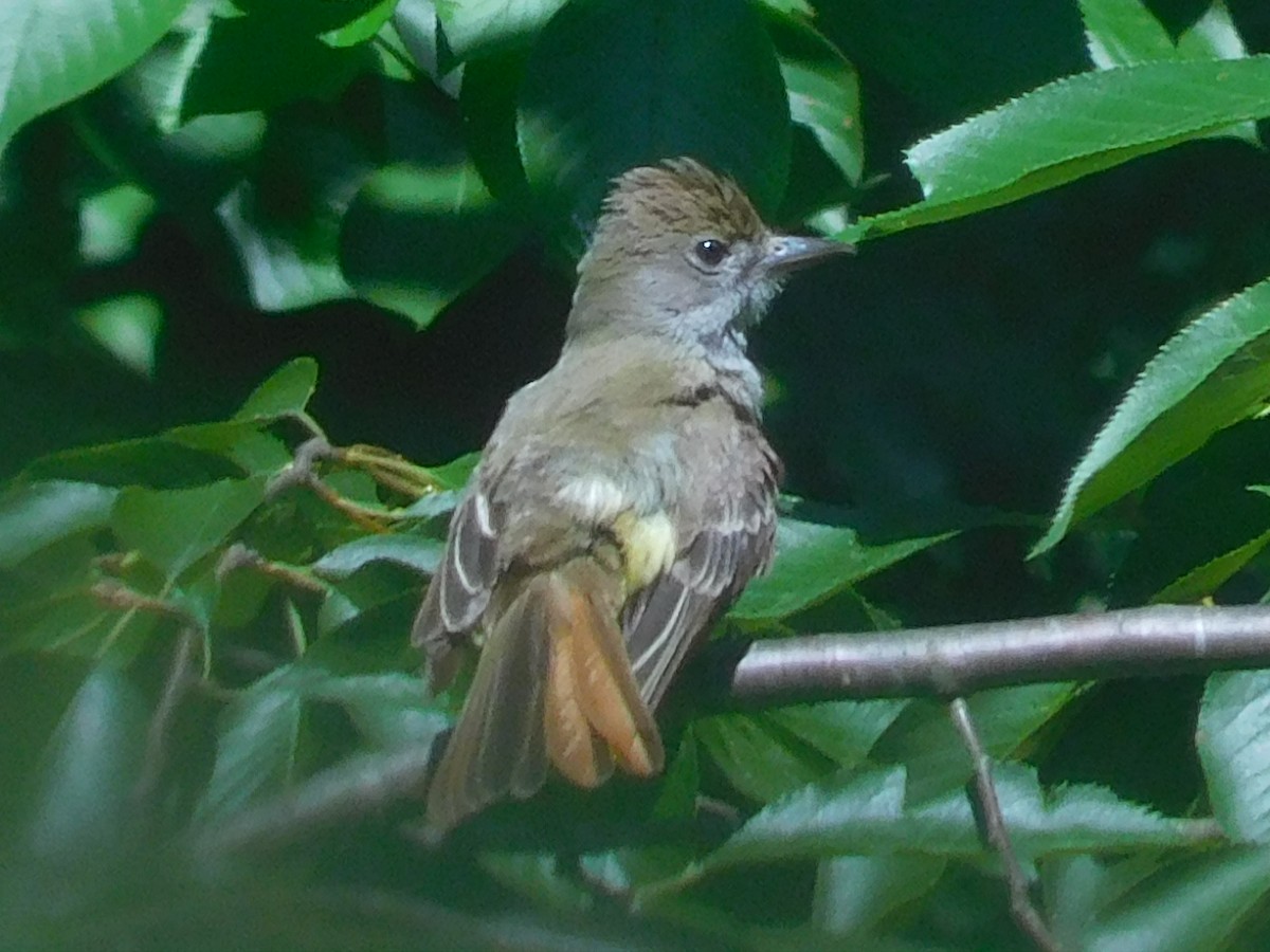 Great Crested Flycatcher - ML620617382