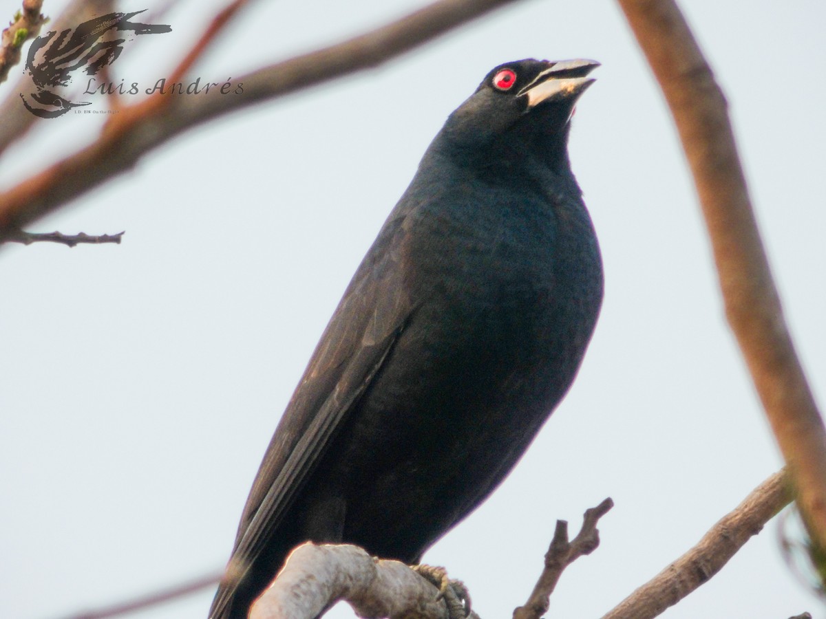 Giant Cowbird - ML620617385