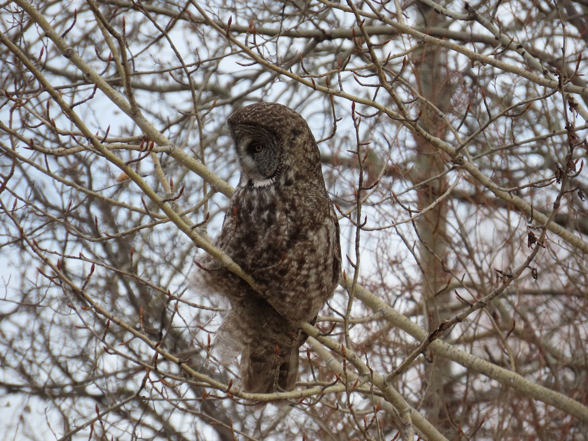 Great Gray Owl - ML620617392