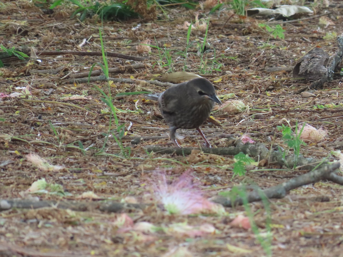 European Starling - ML620617394