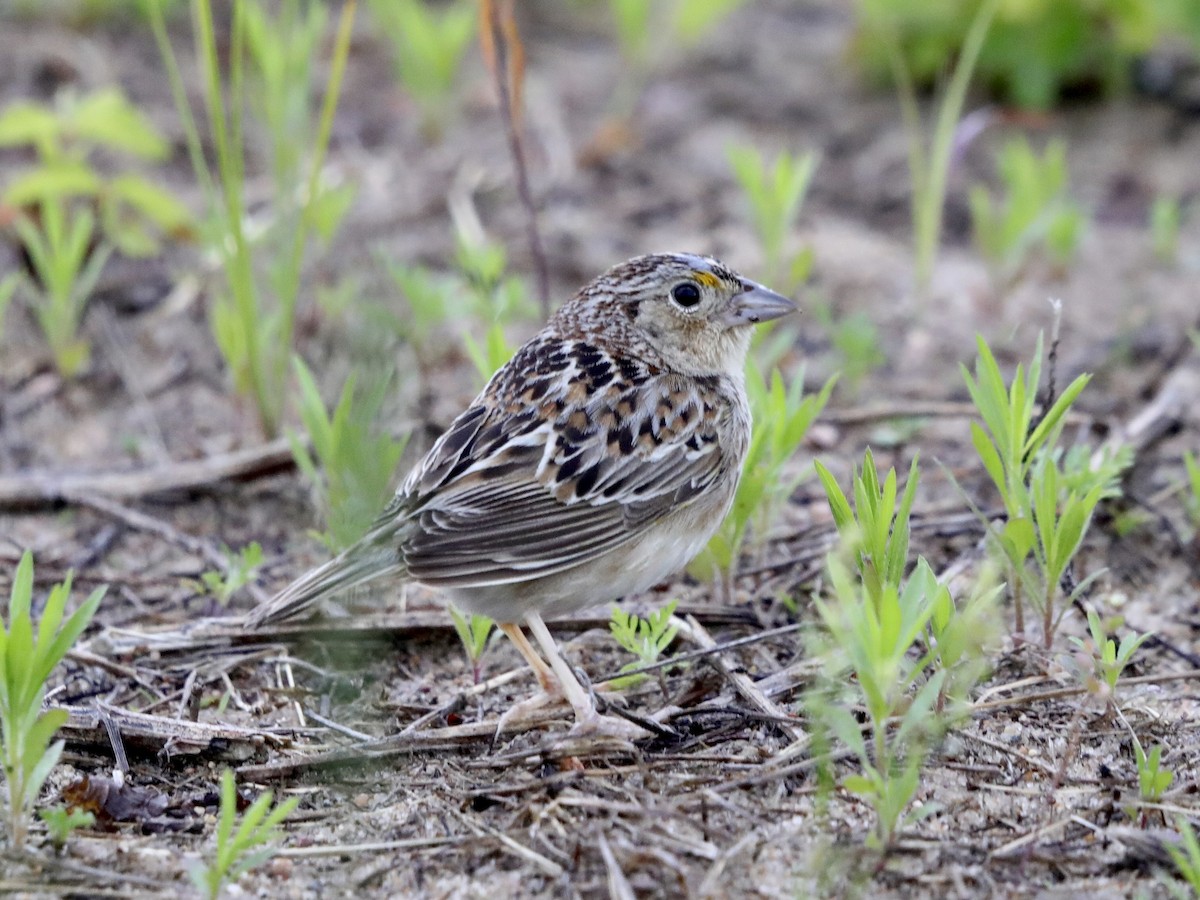 Grasshopper Sparrow - ML620617396