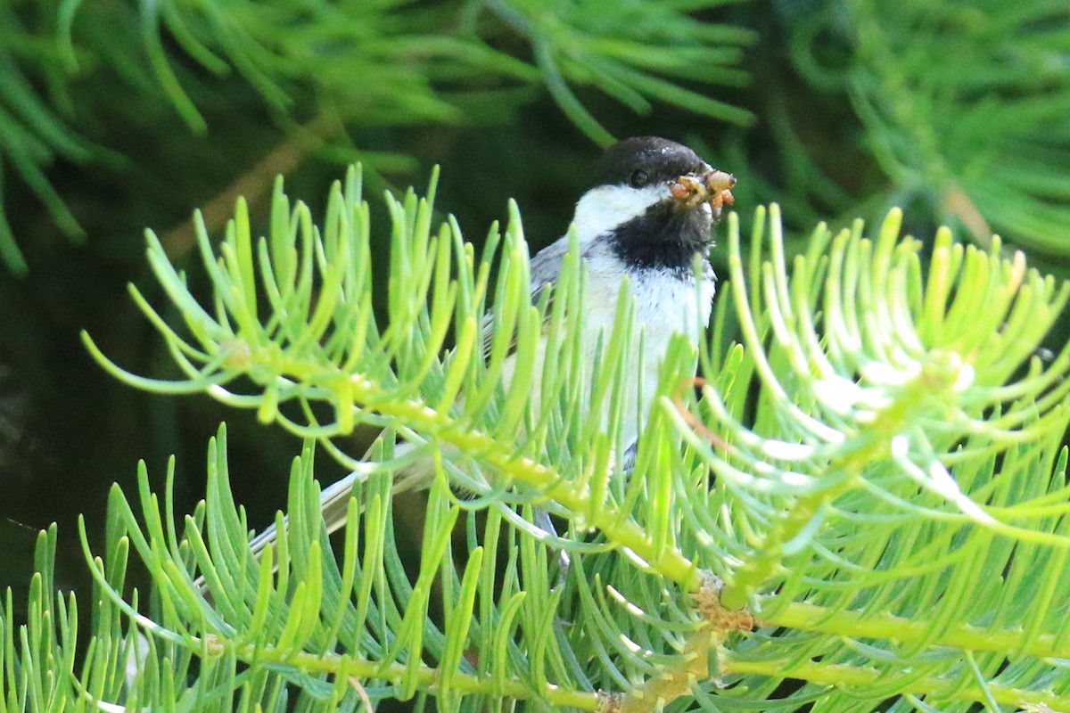 Black-capped Chickadee - ML620617397