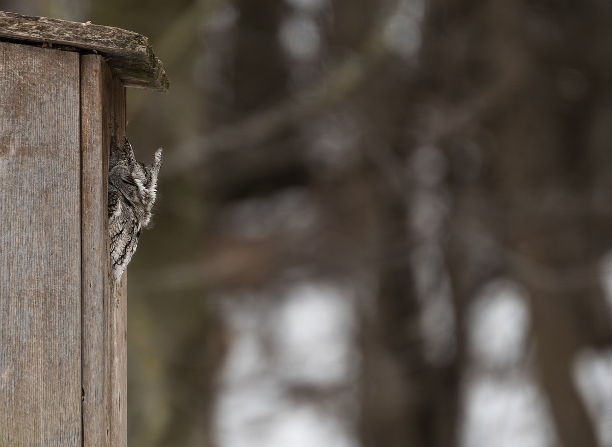 Eastern Screech-Owl - ML620617401