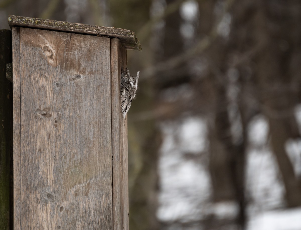 Eastern Screech-Owl - ML620617402