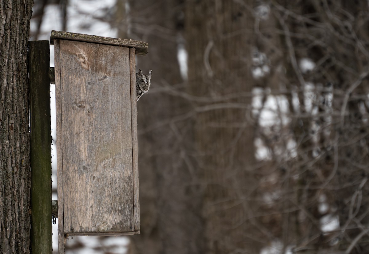 Eastern Screech-Owl - ML620617403