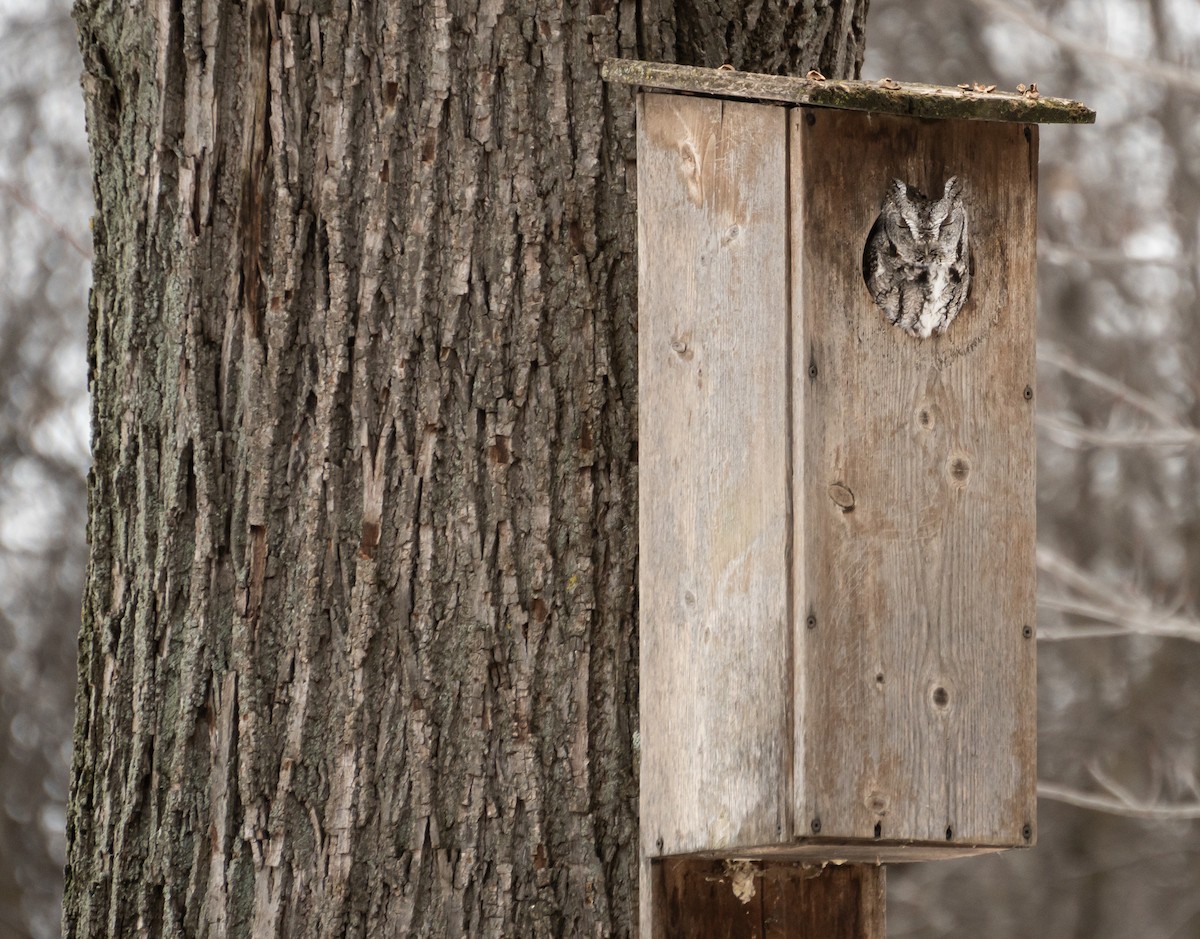 Eastern Screech-Owl - ML620617405