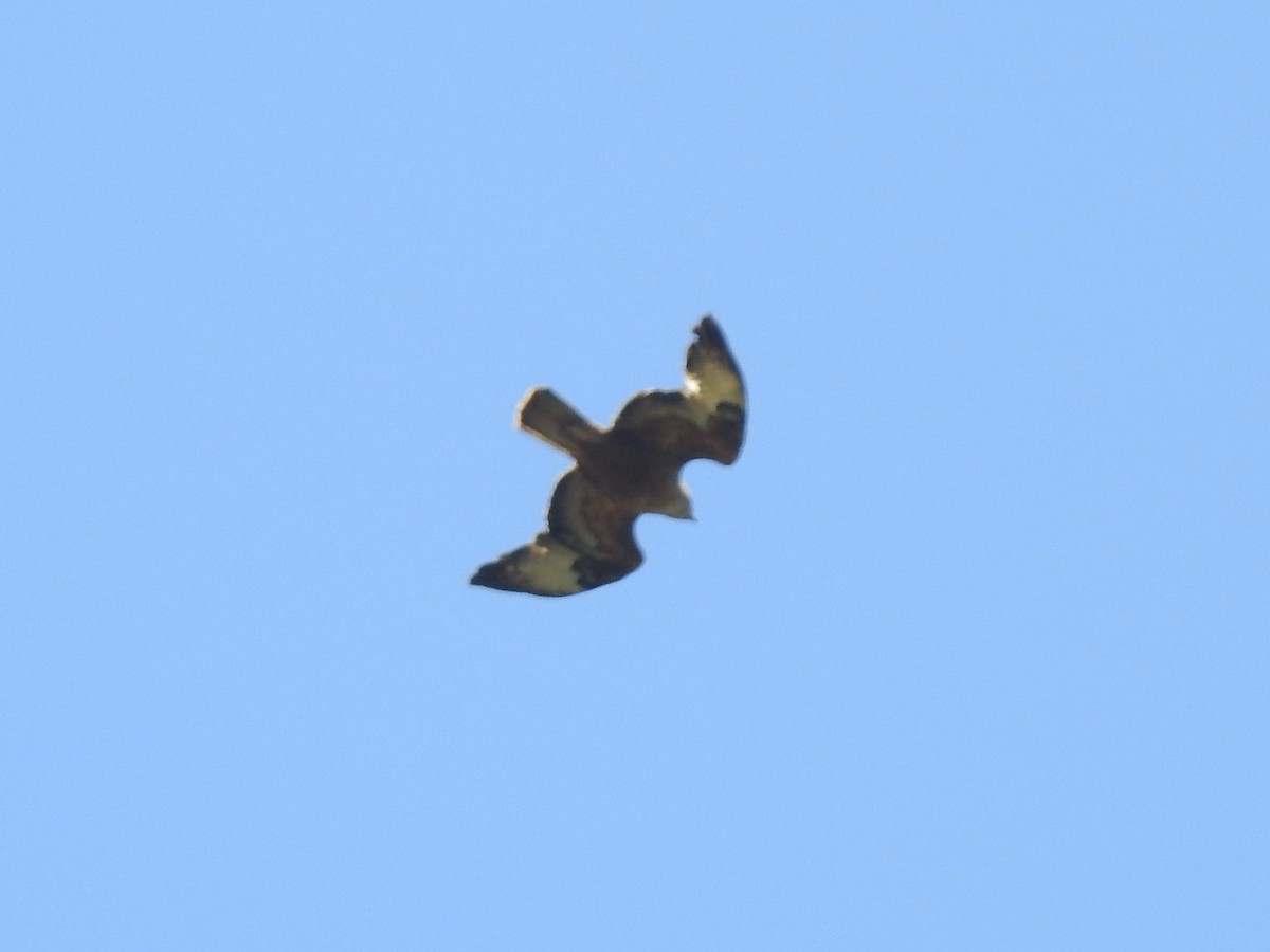 Long-legged Buzzard - ML620617410