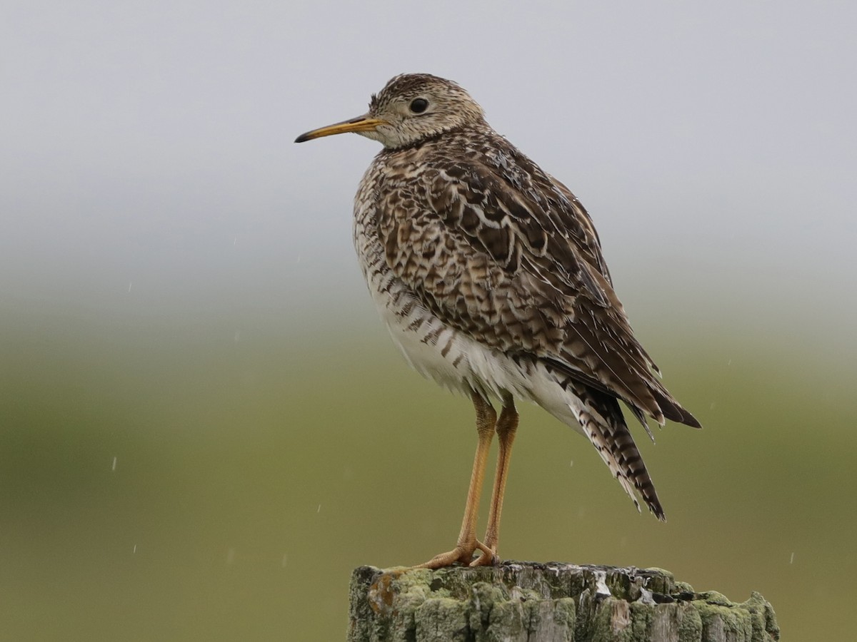 Upland Sandpiper - ML620617413