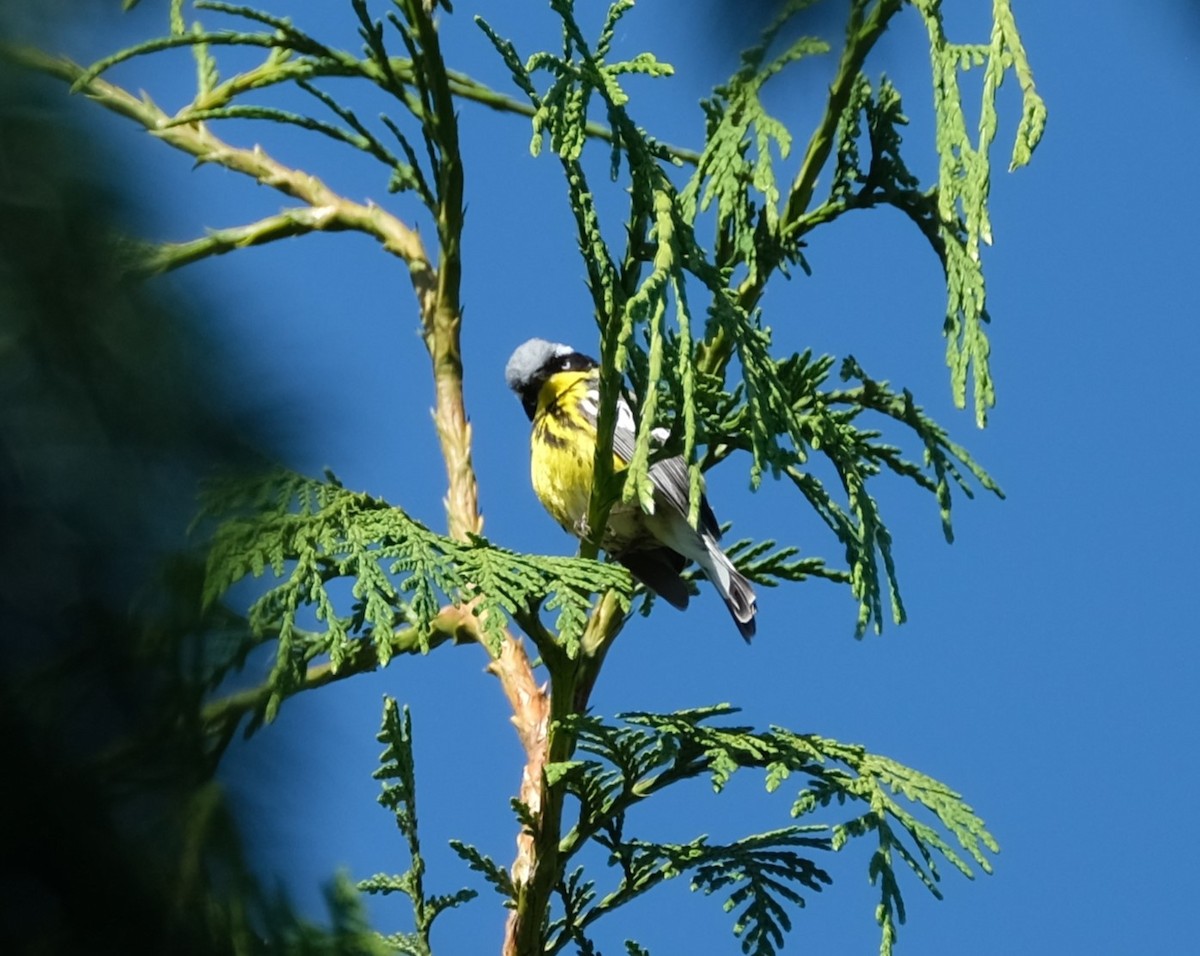 Magnolia Warbler - Alex Meilleur