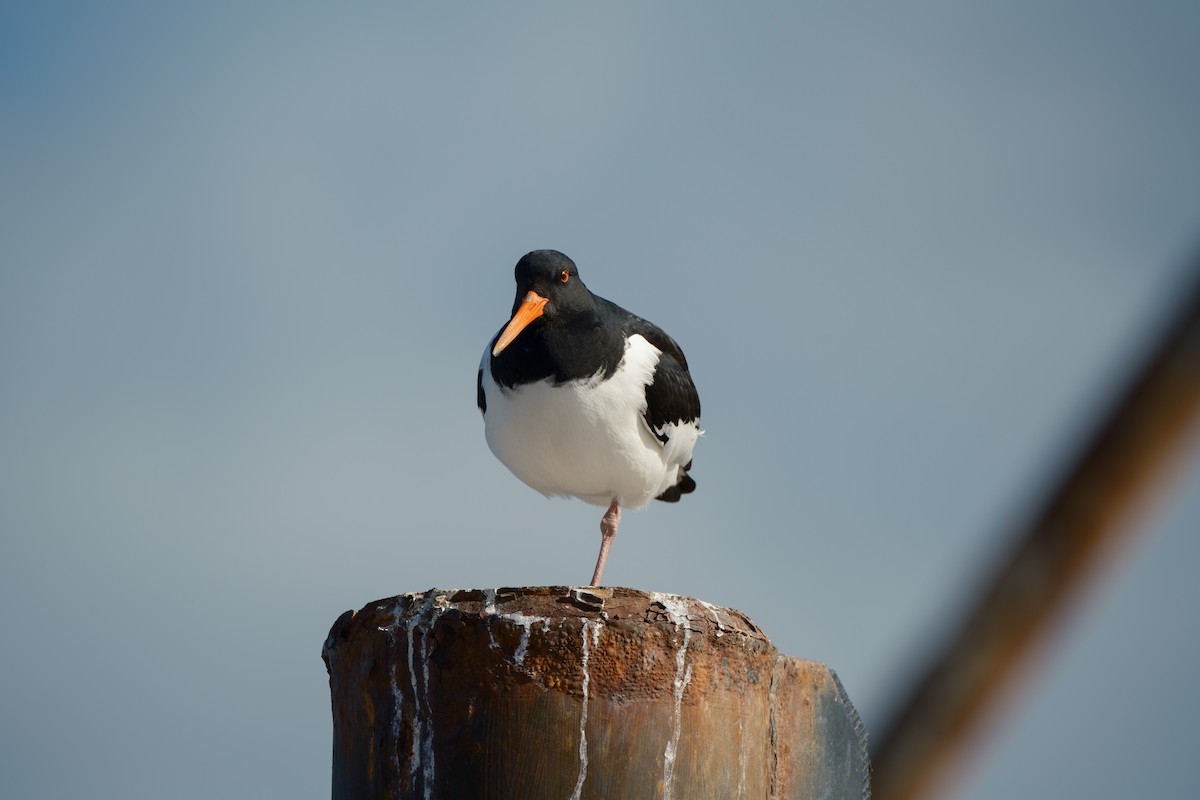 Eurasian Oystercatcher - ML620617415