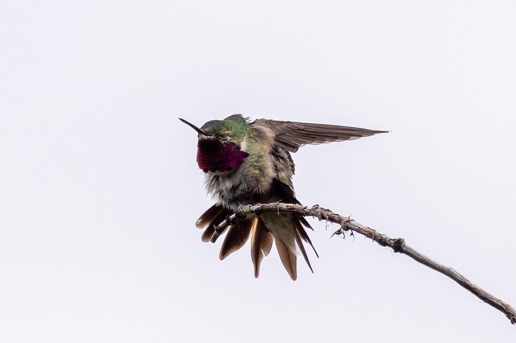 Broad-tailed Hummingbird - ML620617416