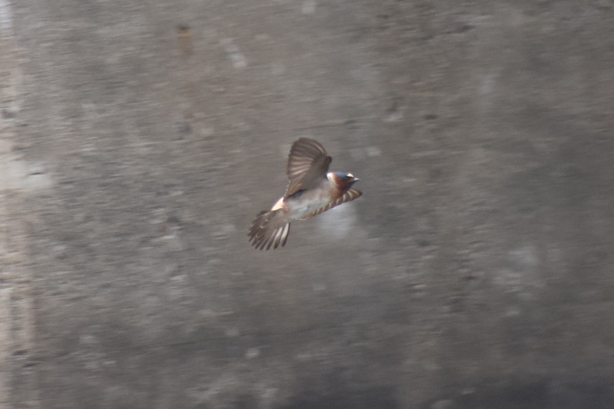 Cliff Swallow - ML620617419