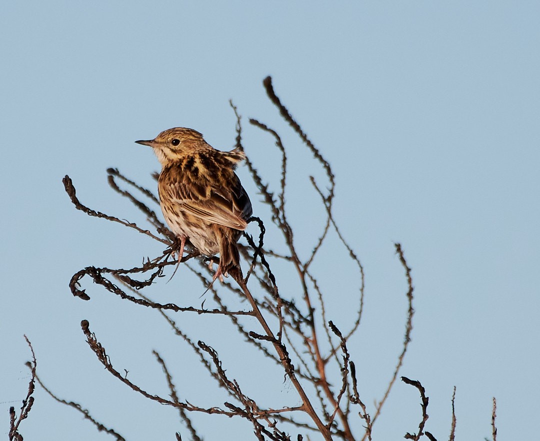 Pipit à plastron - ML620617420