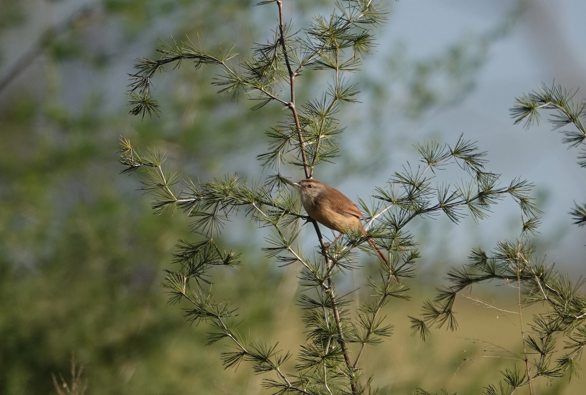 Tawny-flanked Prinia - ML620617422