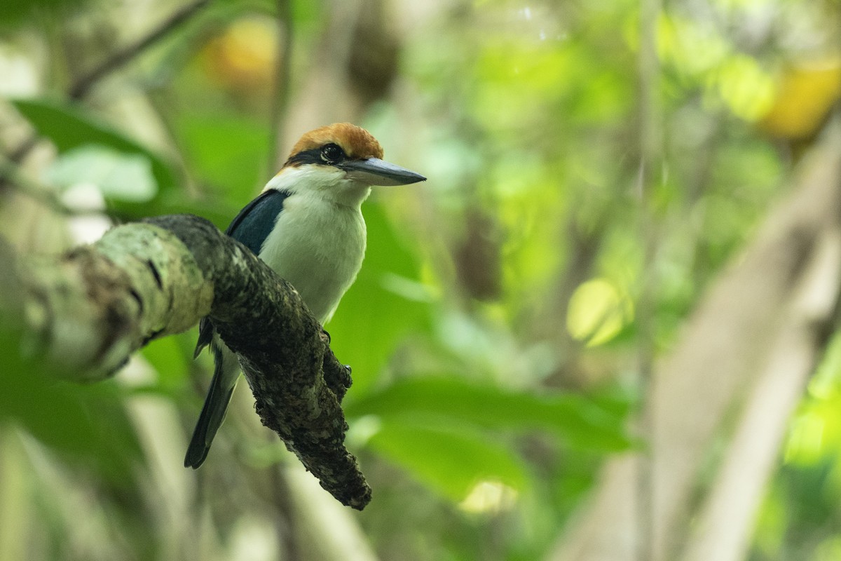 Palau Kingfisher - ML620617424