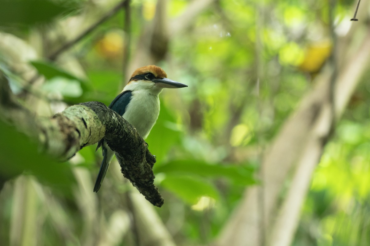 Palau Kingfisher - ML620617426