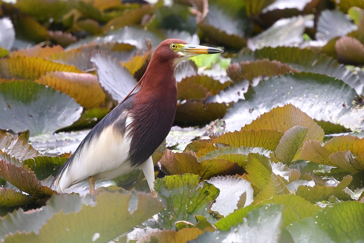 Chinese Pond-Heron - ML620617427