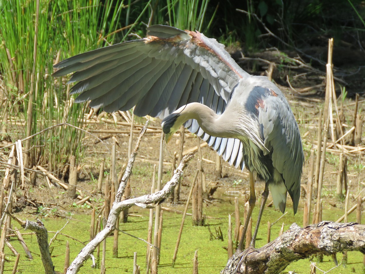 Great Blue Heron (Great Blue) - ML620617428