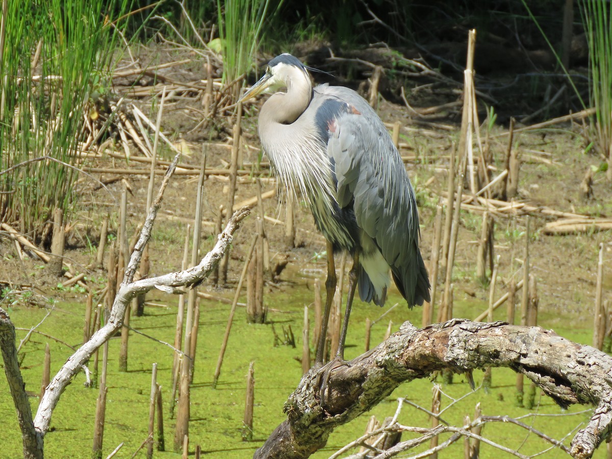 Great Blue Heron (Great Blue) - ML620617432