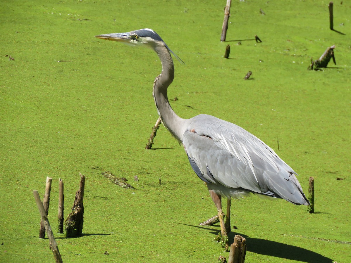 Great Blue Heron (Great Blue) - ML620617434