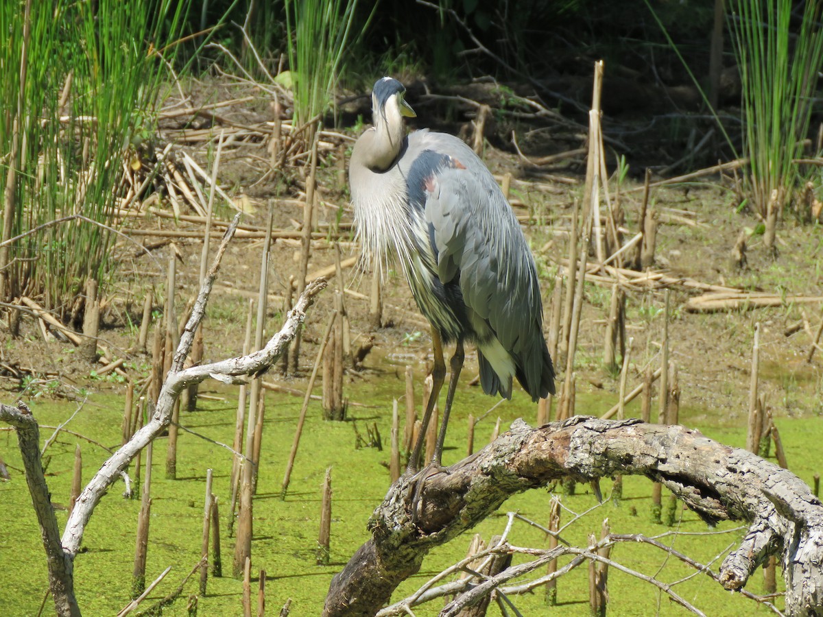 Great Blue Heron (Great Blue) - ML620617435