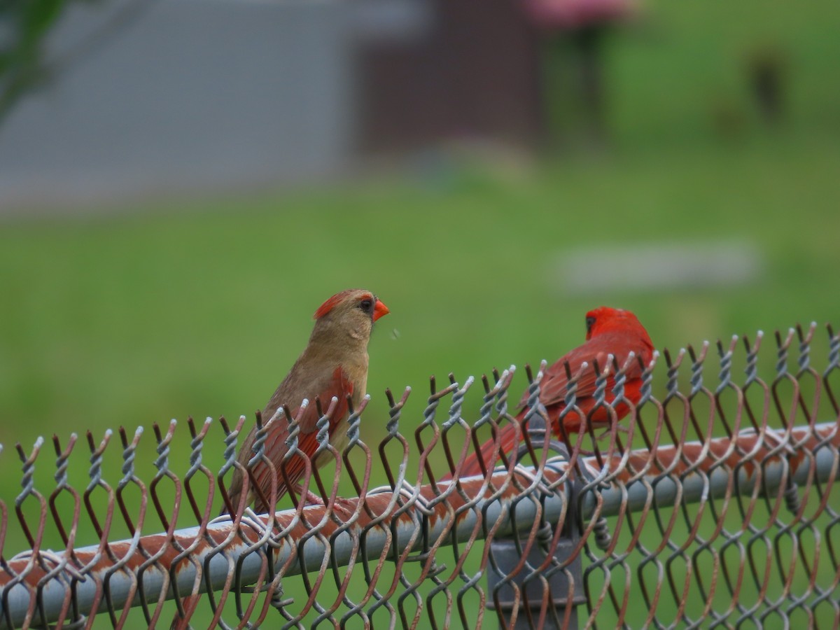 Cardinal rouge - ML620617436