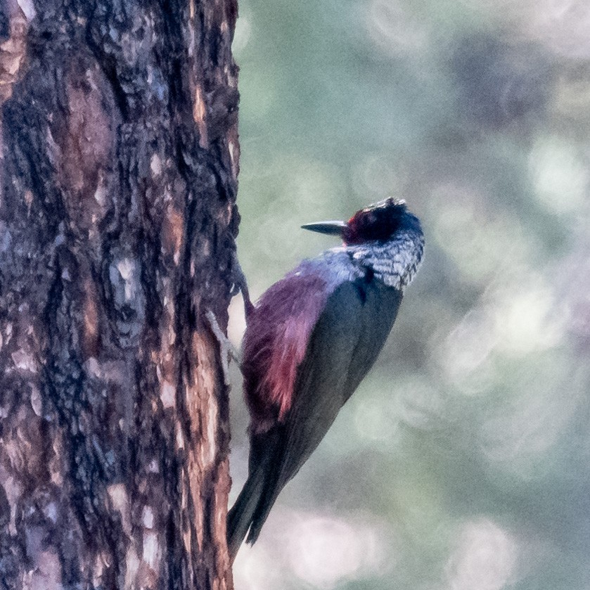 Lewis's Woodpecker - ML620617437