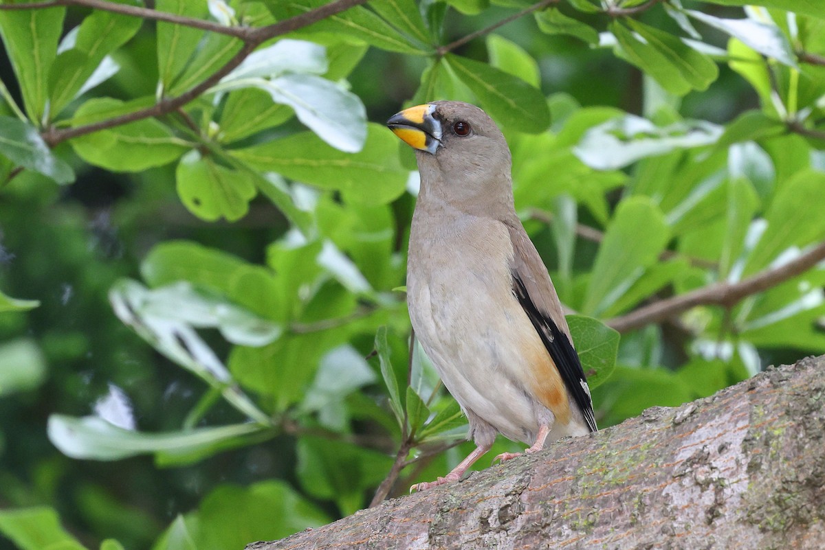 Yellow-billed Grosbeak - ML620617438