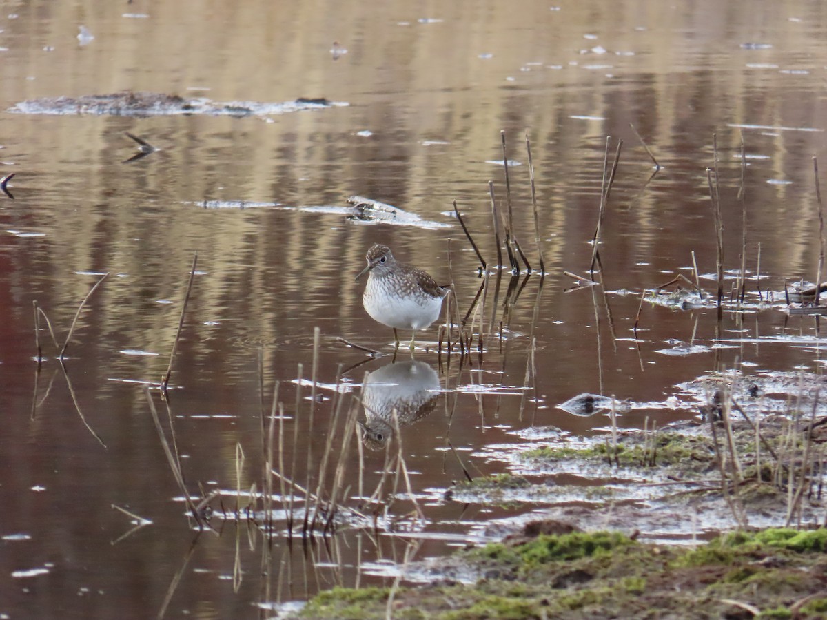 Solitary Sandpiper - ML620617444