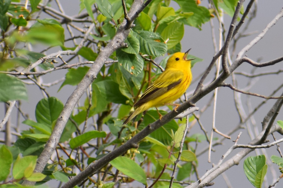 Paruline jaune - ML620617445