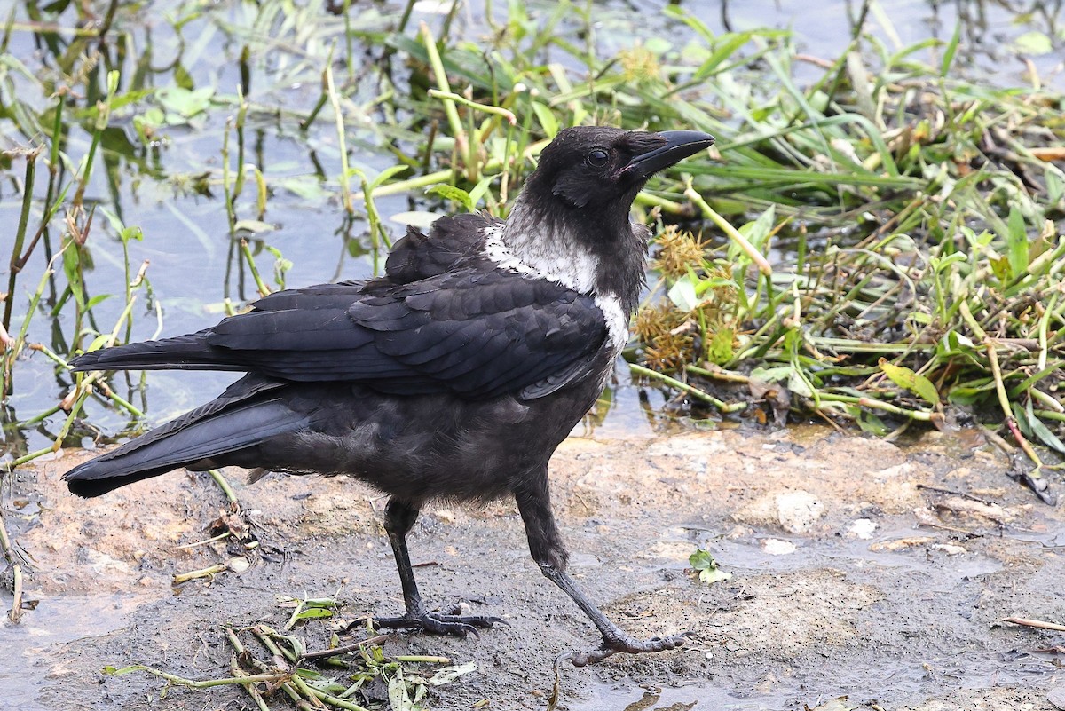 Collared Crow - ML620617447