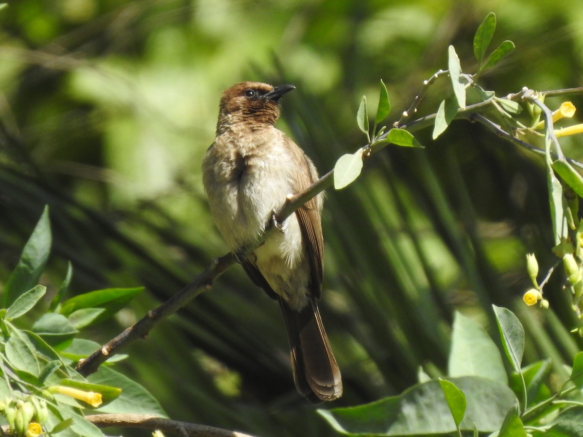 bulbul zahradní - ML620617450