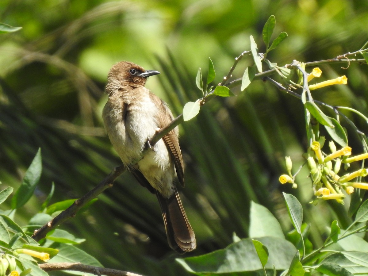 Common Bulbul - ML620617451